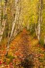 USA-Maine-Acadia National Park Forest trail Art Print